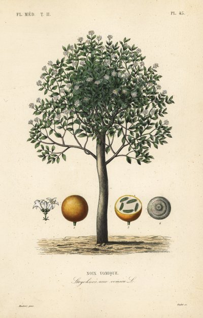Strychnin strom, nux vomica, jedovatý ořech nebo semeno strychnos, Strychnos nux-vomica, Noix vomique od Unbekannt