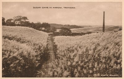 Cukrová třtina v Arrow Trinidad, c1900 od Unbekannt
