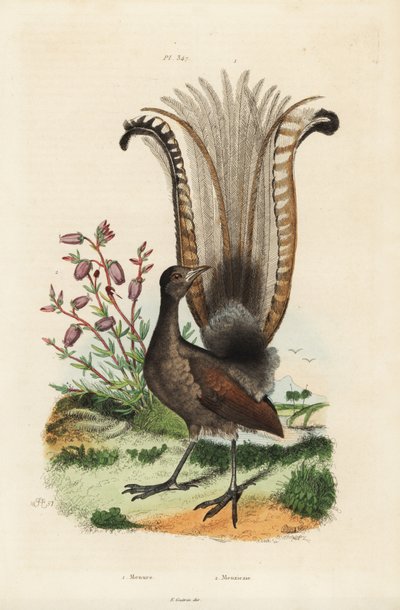 Skvělý lyrebird, Menura novaehollandiae, a nepravá azalka, Menziesia ferruginea od Unbekannt
