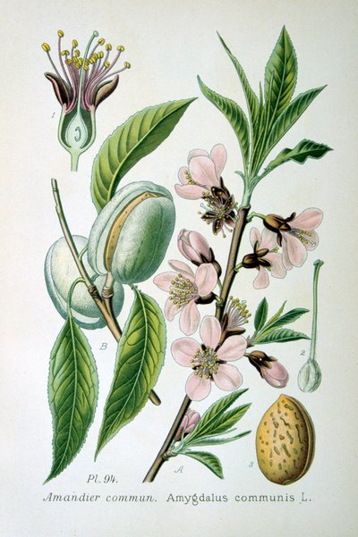 Sladká mandle, 1893 od Unbekannt