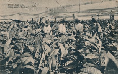 Tabák pod markýzou. Shade pěstovaný tabák - Kuba, c1900 od Unbekannt