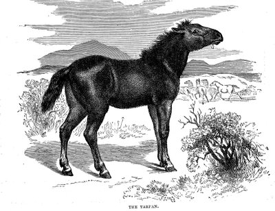 Tarpan, 1884 od Unbekannt