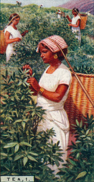 Čaj, 1. - Trhání listů, Cejlon, 1928 od Unbekannt