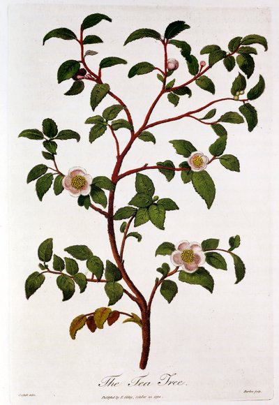 Čaj: větev Camellia sinensis, 1798 od Unbekannt