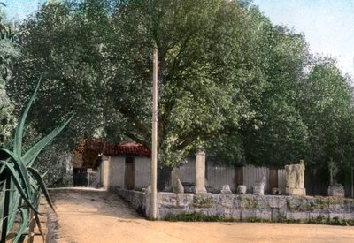 Terebinth strom, Hammam Meskoutine, Alžírsko od Unbekannt