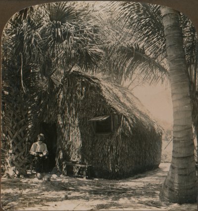 Došková chata v Cocoanut Grove, Florida, USA, c1900 od Unbekannt