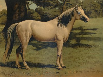 Arabský pony Charger generála Sira Hope Granta, c1879. od Unbekannt