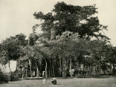Banyan Tree, Barrackpore, 1870, 1925. od Unbekannt
