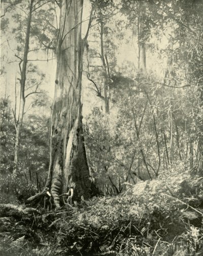 Baron, významný vysoký strom, 1901. od Unbekannt