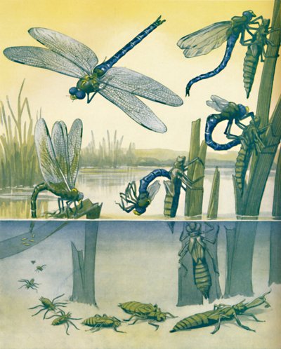 Životní příběh krásné vážky, 1935 od Unbekannt