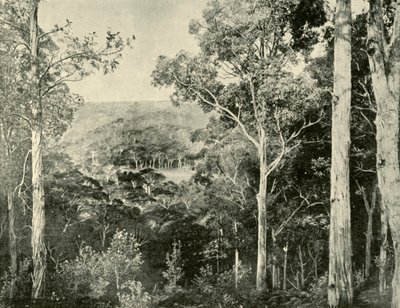 Modré hory, 1901. od Unbekannt