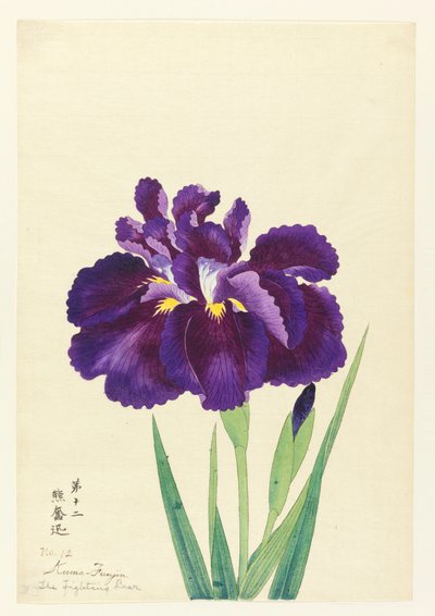 Boje Bear (Funjin), No. 12, ca. 1910 od Unbekannt