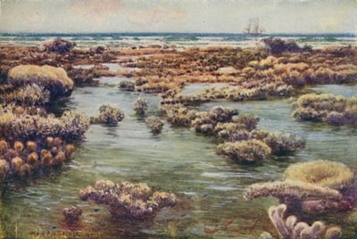 Velký bariérový útes, 1923. od Unbekannt