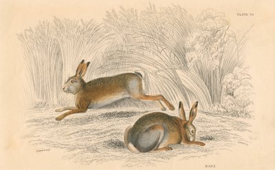 Zajíc Lepus europaeus, 1828 od Unbekannt