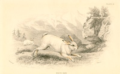 Zajíc Lepus europaeus, 1828 od Unbekannt