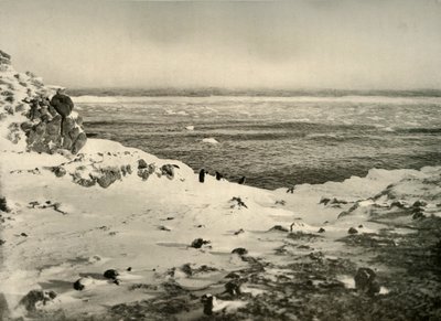 Poslední z tučňáků těsně před jejich stěhováním v březnu, c1908, 1909. od Unbekannt
