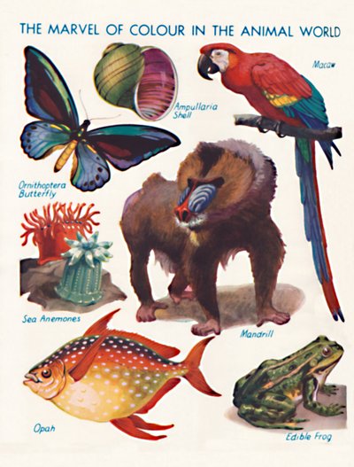 The Marvel of Color in the Animal World, 1935 od Unbekannt