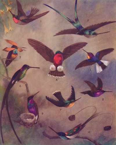 The Marvelous Color of Humming-Birds, 1935 od Unbekannt