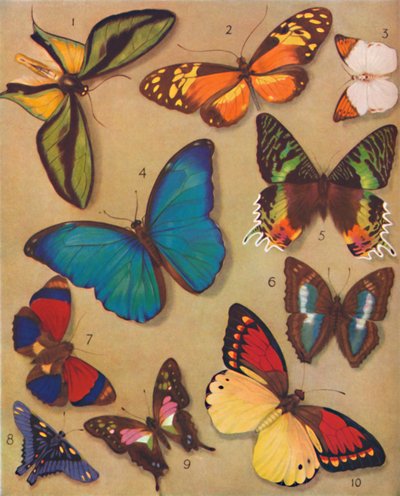 The Marvelous Color of the Butterflies, 1935 od Unbekannt