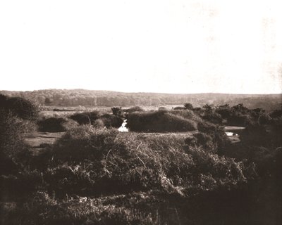 The New Forest, Hampshire, 1894. od Unbekannt