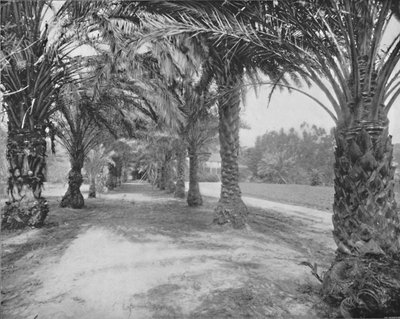 Palmy Glenannie, Florida, 19. století od Unbekannt