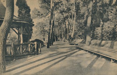 The Pine Walk, 1929 od Unbekannt
