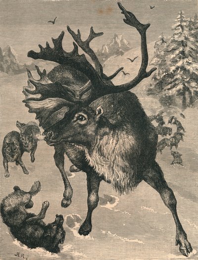 Sob, c19. století od Unbekannt