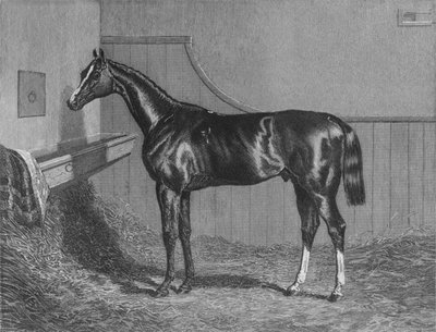 The Rt. Honzo hrabě z Lichfields Elis. Vítěz St. Leger 1836, 1911 od Unbekannt
