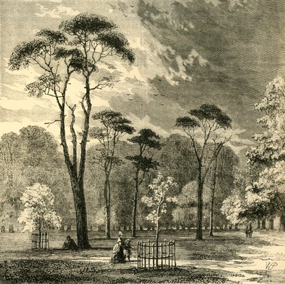Scotch Firs, Kensington Gardens, c1876. od Unbekannt