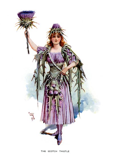 The Scotch Thistle, 1899 od Unbekannt