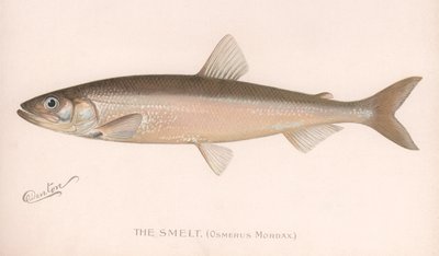 Smeet Osmerus Mordax., kolem 20. let 20. století od Unbekannt