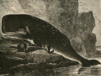 Vorvaň, 1882. od Unbekannt