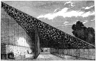 Vinařství v Hampton Court, 19. století od Unbekannt