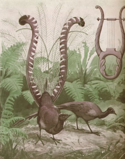 The Wonderful Tail of the Lyre Bird, 1935 od Unbekannt
