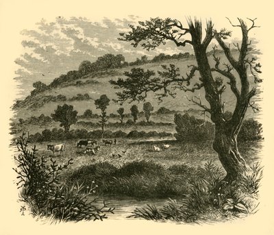 Thistledon, 1898. od Unbekannt