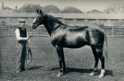Plnokrevný dostihový kůň, Bend Or, c1880 od Unbekannt