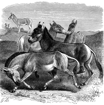 Tibetský divoký osel nebo Kiang, 1893 od Unbekannt