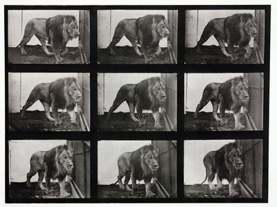 Časosběrné fotografie lva přecházejícího po kleci od Unbekannt