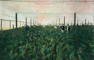 Tobacco Gathering, 1900 od Unbekannt