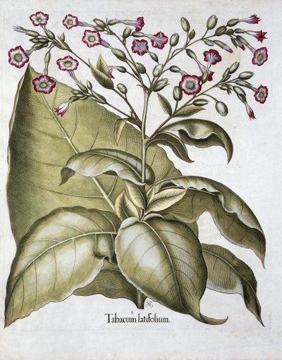 Tabáková rostlina, 1613 od Unbekannt