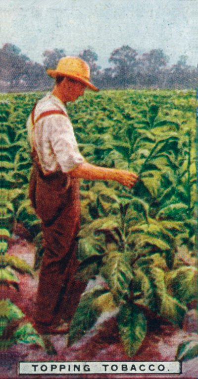 Topping Tobacco, 1926 od Unbekannt
