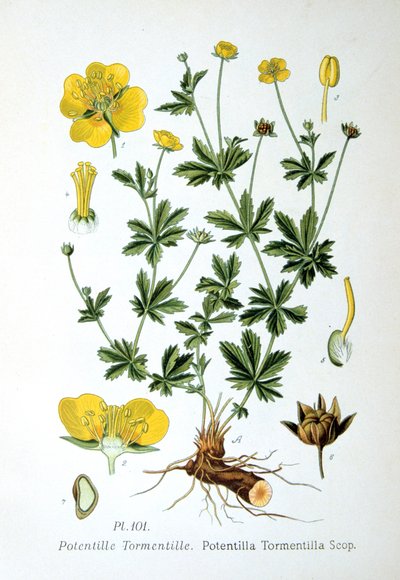 Tormentil, 1893 od Unbekannt