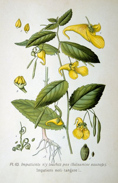 Dotykový balzám, 1893 od Unbekannt
