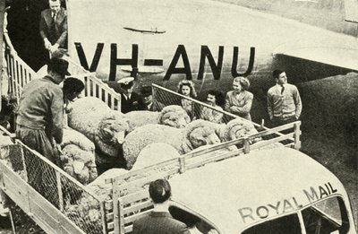Transporting Prize Rams By Air, c1948. od Unbekannt