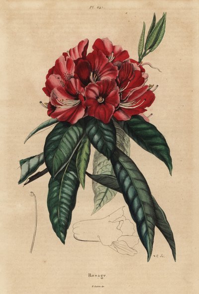 Rododendron stromový, Rhododendron arboreum od Unbekannt