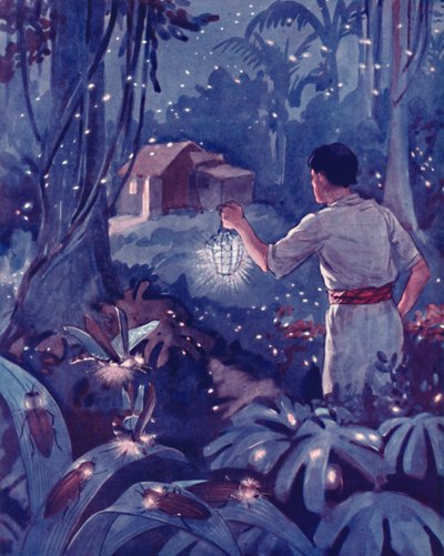 Tropické světlušky jako tančící body světla, 1935 od Unbekannt