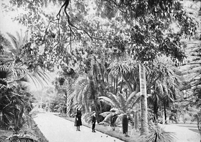 Tropické palmy a kapradiny v botanické zahradě, c1900. od Unbekannt
