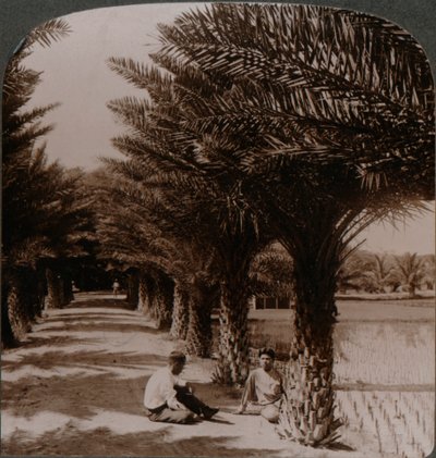 Tropická krása aleje datlových palem, Moanalua poblíž Honolulu, H. Is. c1900 od Unbekannt