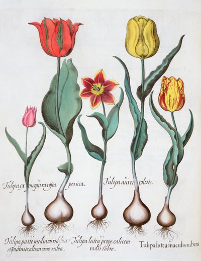 Tulipány, 1613 od Unbekannt