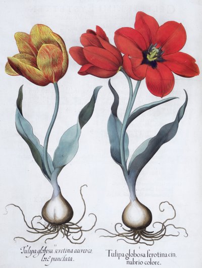 Tulipány, 1613 od Unbekannt